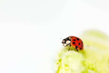 Ladybug, red with black spots, on a green piece of salad looking for aphidsの写真素材