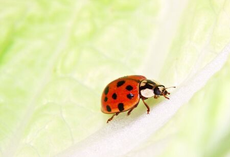 Ladybug, red with black spots, on a green piece of salad looking for aphidsの写真素材