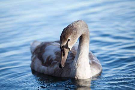 Swan in Lake in Autumn at the End of Novemberの写真素材
