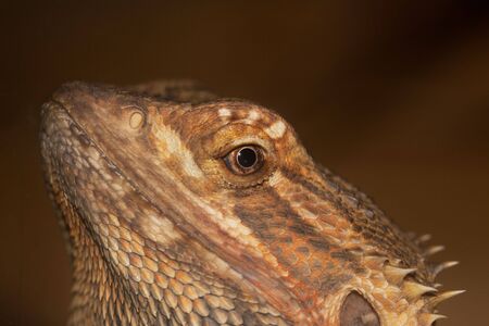 Head Detail of a Central Bearded Dragon, Pogona vitticeps