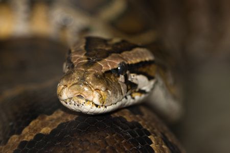 Diamond Python Morelia spilota head detail shotの写真素材