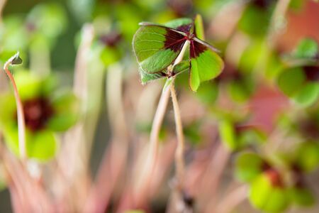 Four - Leaved Clover, green with red centerの写真素材