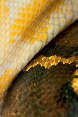 Diamond Python Morelia spilota skin detail shot