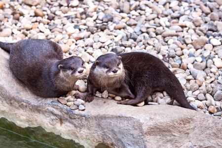 Oriental Small clawed Otter, Aonyx cinereaの写真素材