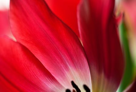 Red and White Tulip flower close upの写真素材