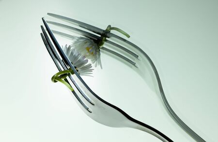 Steel Forks with daisy flower on shiny mirror surfaceの写真素材