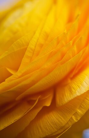 Beautiful Yellow Ranunculus asiaticus Flower in Spring with soft bokehの写真素材