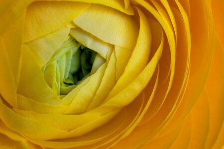 Beautiful Yellow Ranunculus asiaticus Flower in Spring with soft bokehの写真素材