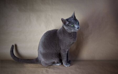 Portrait of a Russian Blue Cat, studio shotの写真素材
