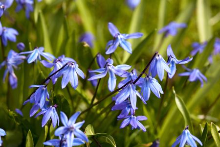 New Flowers on a beautiful spring day in April