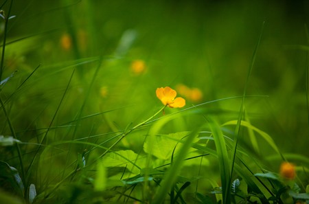 Fresh green meadow in spring in vivid colorsの写真素材