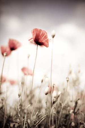 Field of Corn Poppy Flowers Papaver rhoeas in Springの写真素材