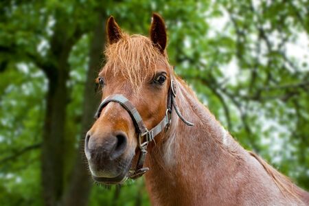 Beautiful brown horse head detail shotの写真素材