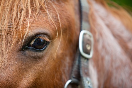 Beautiful brown horse head detail shotの写真素材