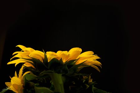 Sunflower isolated on black background studio shotの写真素材
