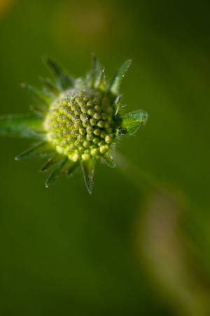 Fresh green meadow in spring in vivid colorsの写真素材