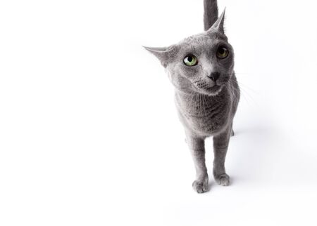 Funny looking cat isolated on white studio shotの写真素材