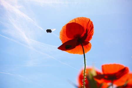 Field of Corn Poppy Flowers Papaver rhoeas in Springの写真素材