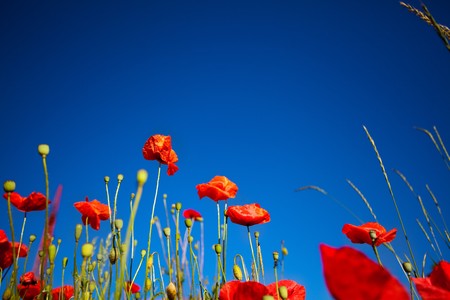 Field of Corn Poppy Flowers Papaver rhoeas in Springの写真素材