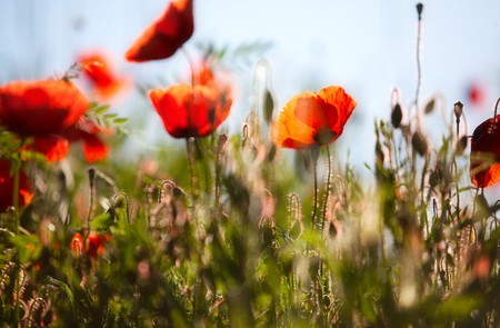 Field of Corn Poppy Flowers Papaver rhoeas in Springの写真素材