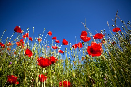 Field of Corn Poppy Flowers Papaver rhoeas in Springの写真素材