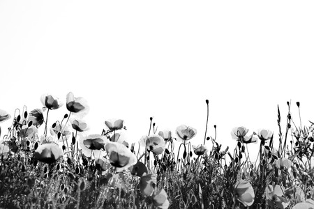 Field of Corn Poppy Flowers Papaver rhoeas in Spring isolated on whiteの写真素材