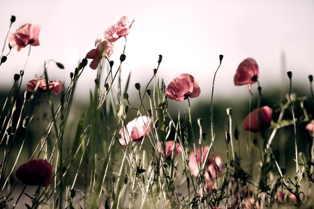 Field of Corn Poppy Flowers Papaver rhoeas in Springの写真素材