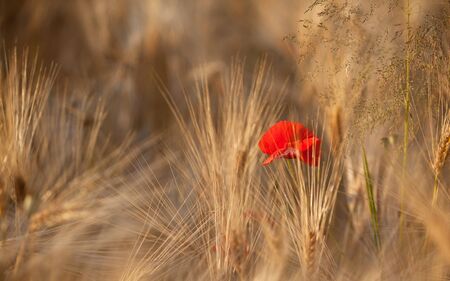 Fields of Wheat at the end of summer fully ripeの写真素材