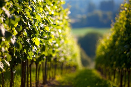 Vineyard in Southwest Germany Rhineland Palatinate in Summerの写真素材