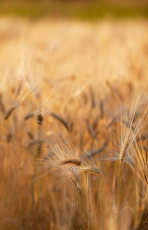 Fields of Wheat at the end of summer fully ripe
