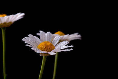 Daisy flowers on black background studio shotの写真素材