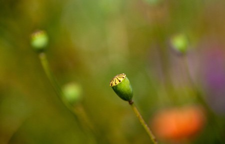 Poppy flowers growing wild on meadows in summerの写真素材