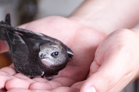 Portrait of an Young Eurasian Swift sitting on handsの写真素材