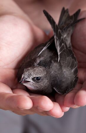 Portrait of an Young Eurasian Swift sitting on handsの写真素材