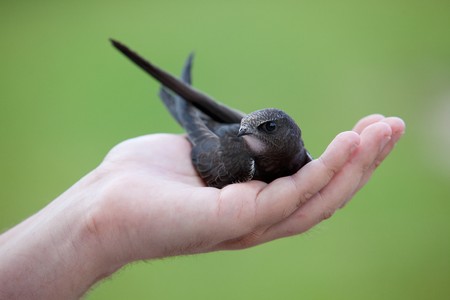 Portrait of an Young Eurasian Swift sitting on hands before taking flightの写真素材