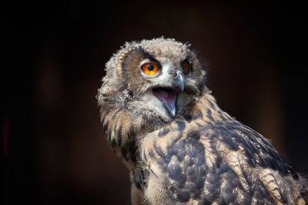 Closeup portrait of an great European Owlの写真素材