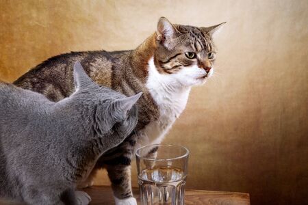 Two cats with glass of water studio shotの写真素材