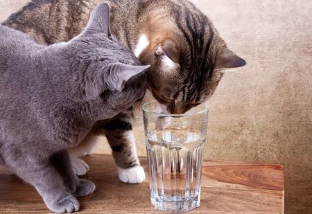 Two cats with glass of water studio shotの写真素材