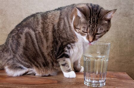 Cat with glass of water on tableの写真素材