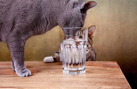 Two cats with glass of water studio shotの写真素材
