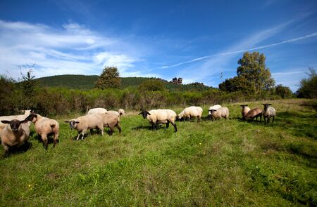 Sheep on autumn meadow in late septemberの写真素材
