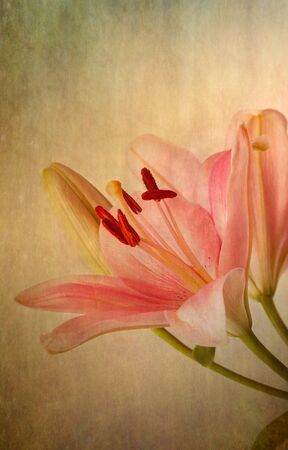 Pink Lily flowers in retro vintage styleの写真素材