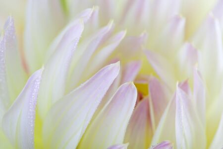 Closeup of dahlia flower macro studio shotの写真素材