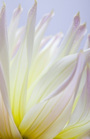 Closeup of dahlia flower macro studio shotの写真素材