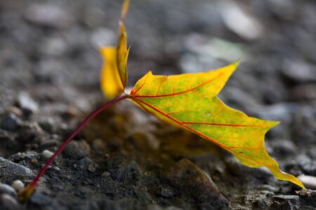 Colorful Maple leaves in Autumn closeup shotの写真素材