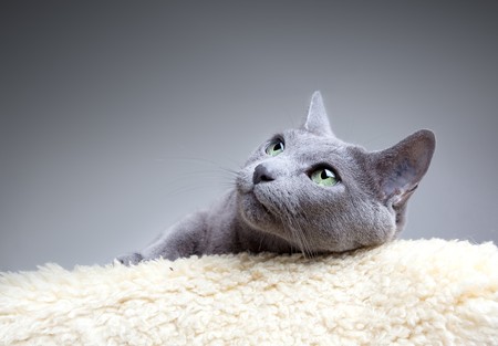 Studio Portrait of a russian blue catの写真素材