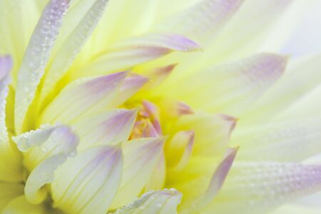 Closeup of dahlia flower macro studio shotの写真素材