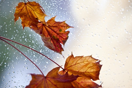 Autumn leaves on a rainy day with water dropsの写真素材