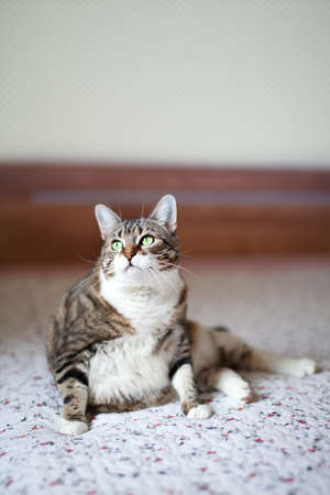 Portrait of a common european house catの写真素材