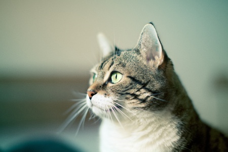 Portrait of a common european house catの写真素材
